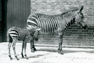 Une Zèbre de montagne avec son poulain hybride (Zèbre de Chapman x Zèbre de montagne) au Zoo de Londres, 1915